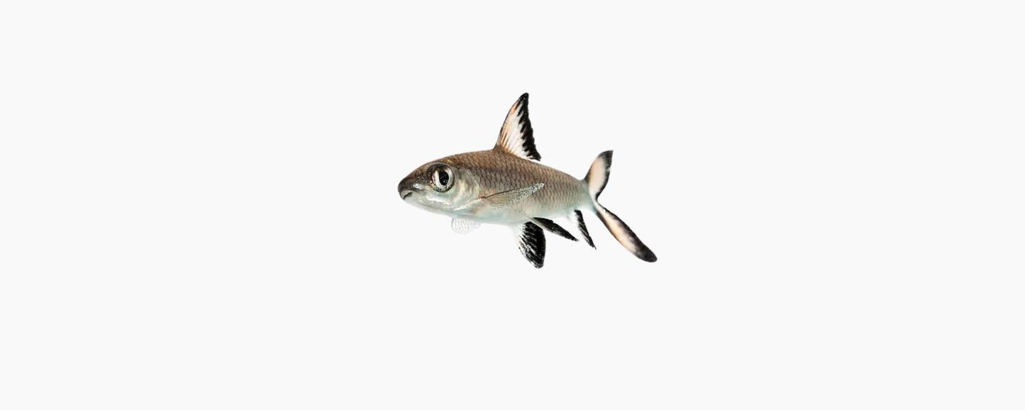Silver Shark 7cm - N8 Aquatics