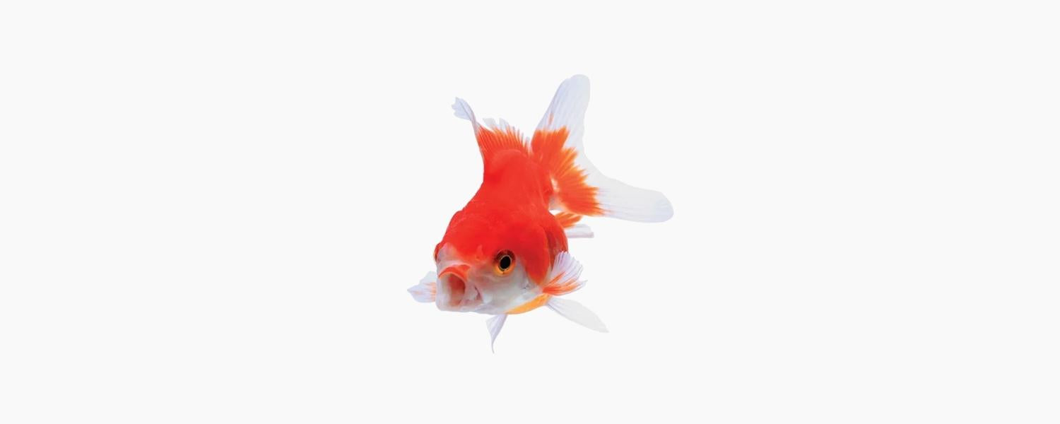 Assorted Oranda Goldfish 9cm - N8 Aquatics