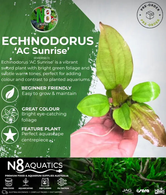 Echinodorus 'AC Sunrise' (Emersed) N8 Aquatics