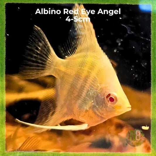 Albino Red-Eye Angelfish (Pterophyllum scalare) live aquarium fish - N8 Aquatics