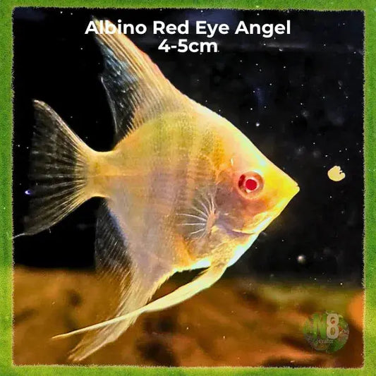 Albino Red-Eye Angelfish for sale - N8 Aquatics, Rockhampton QLD
