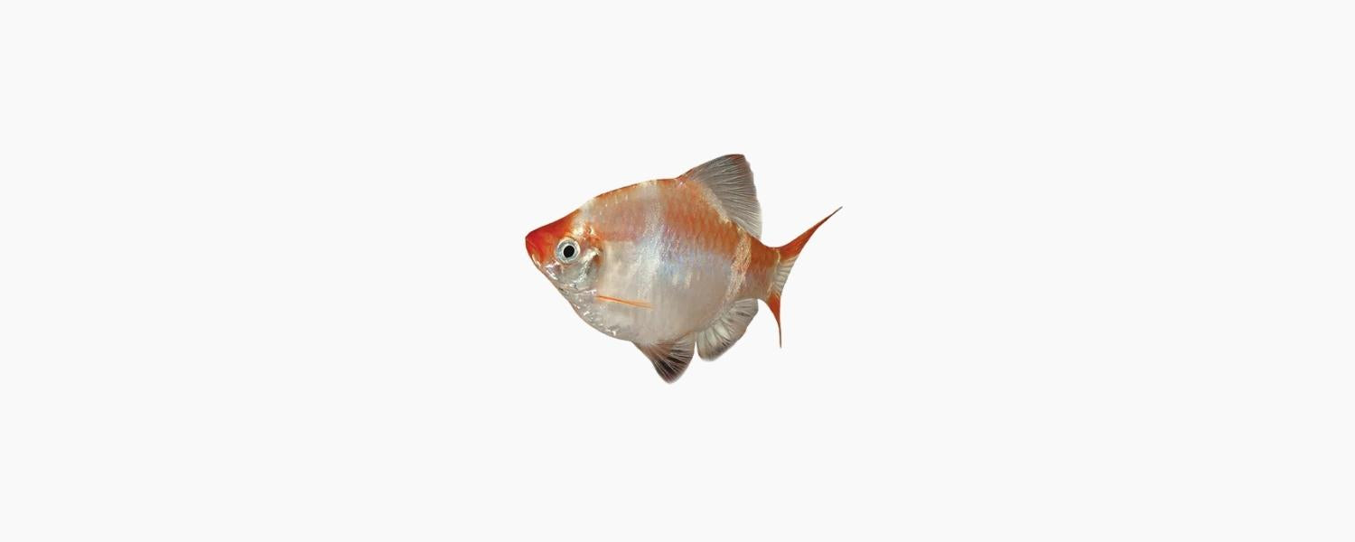 Albino Tiger Barb - N8 Aquatics