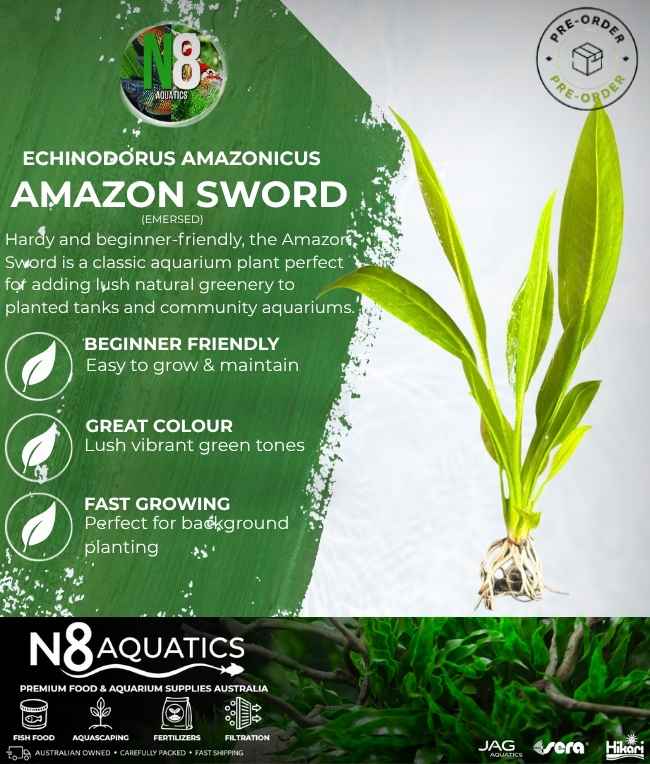 Amazon Sword (Emersed) N8 Aquatics
