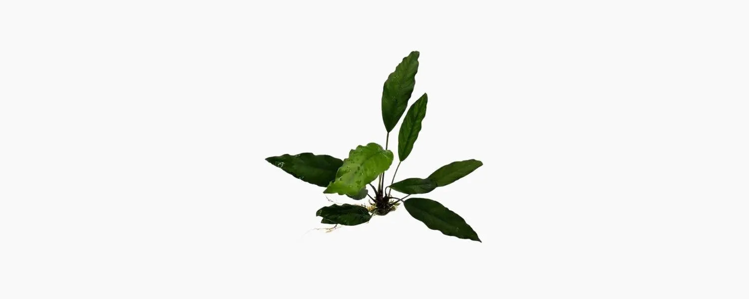 Anubias afzelii N8 Aquatics