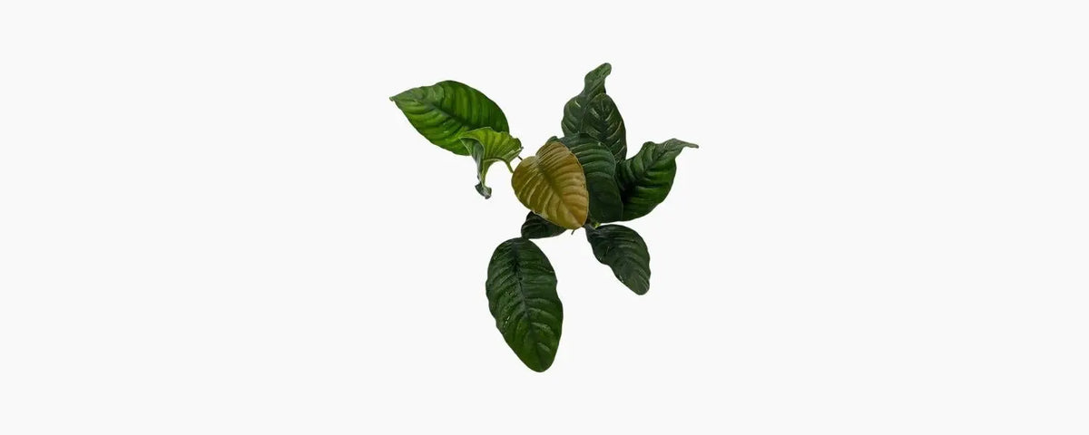 Anubias coffeefolia N8 Aquatics
