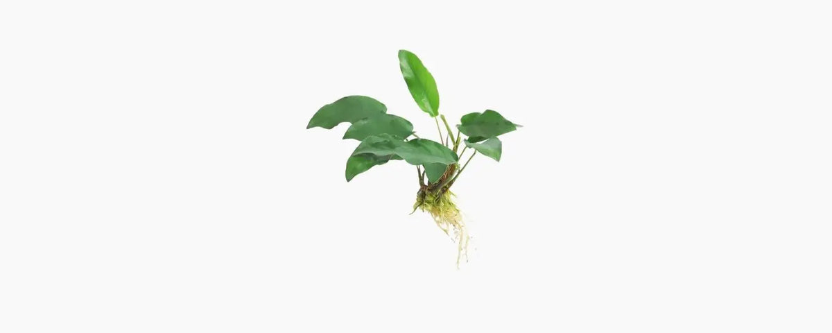 Anubias Emerald Heart N8 Aquatics