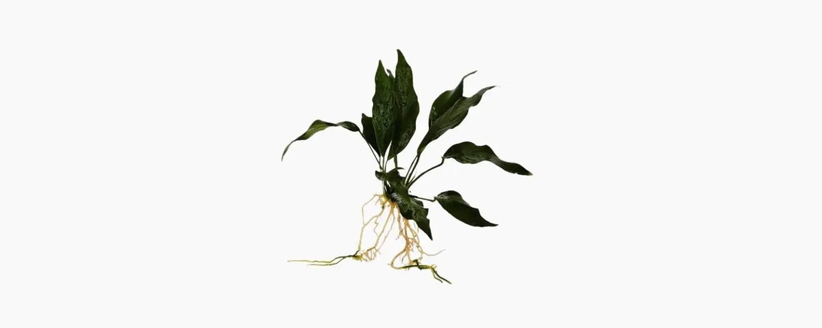 Anubias Frilly N8 Aquatics