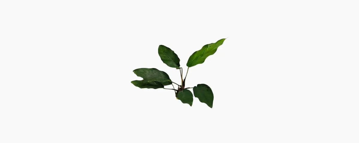 Anubias Hybrid Broad N8 Aquatics