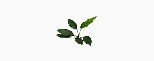 Anubias Hybrid Broad N8 Aquatics