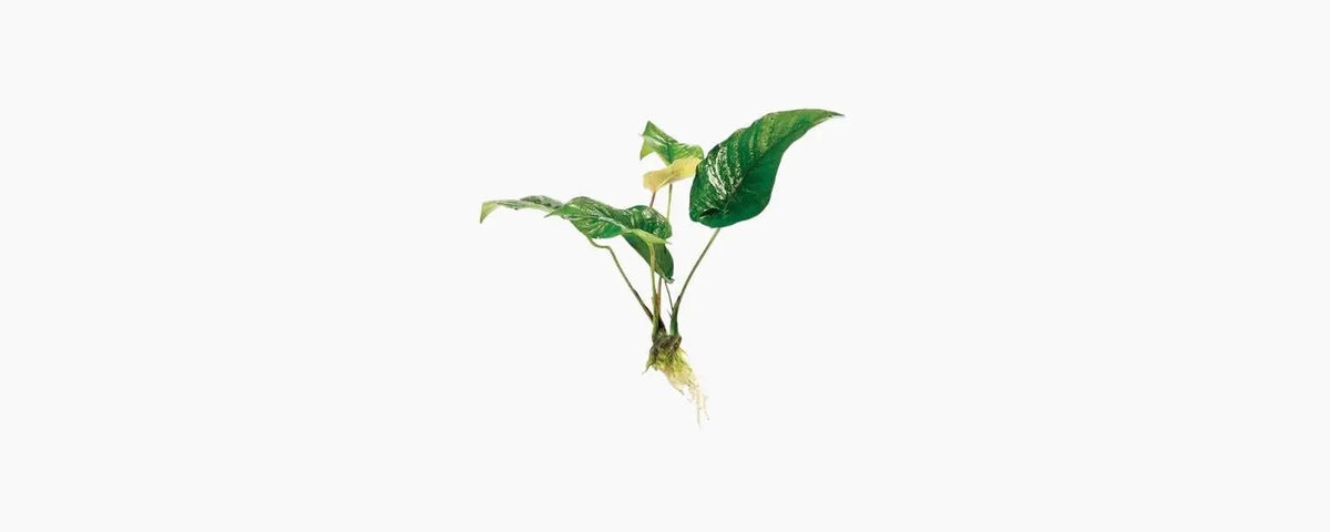 Anubias Hybrid Curly Heart N8 Aquatics
