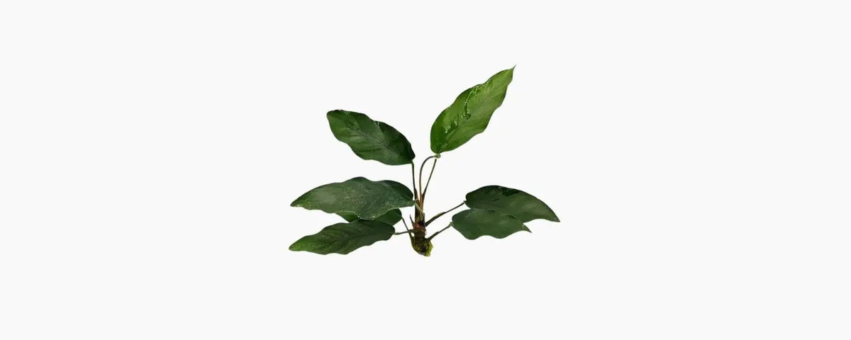 Anubias Isabelle N8 Aquatics