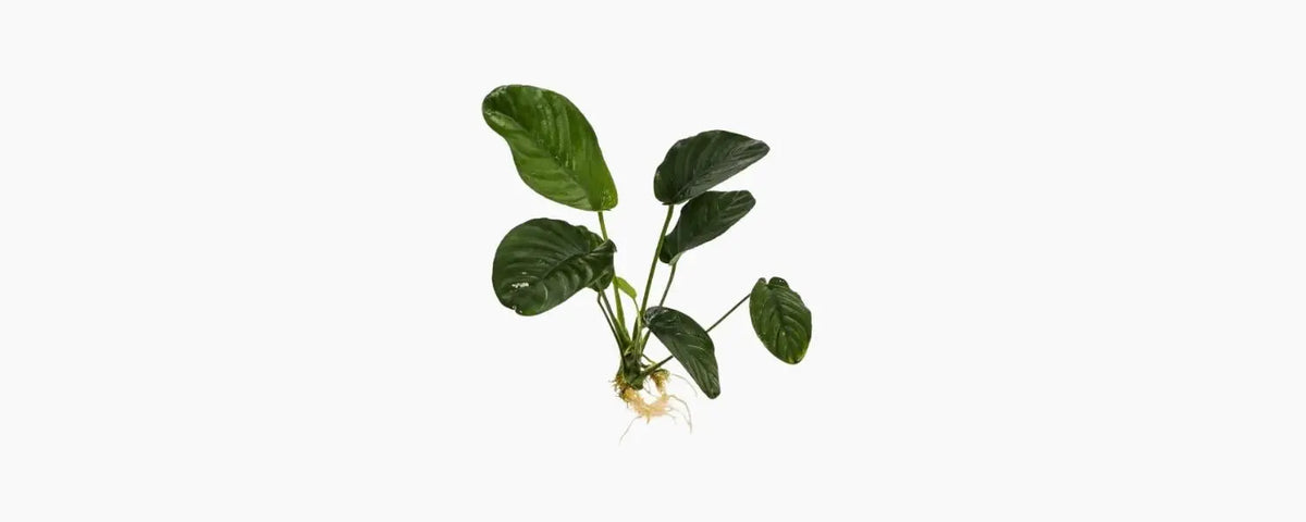 Anubias Jenny N8 Aquatics