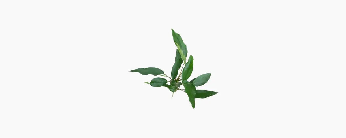Anubias Lisa N8 Aquatics