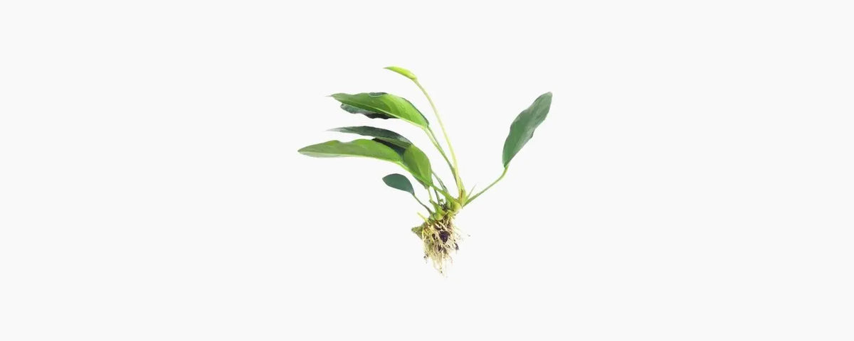 Anubias Lucy N8 Aquatics
