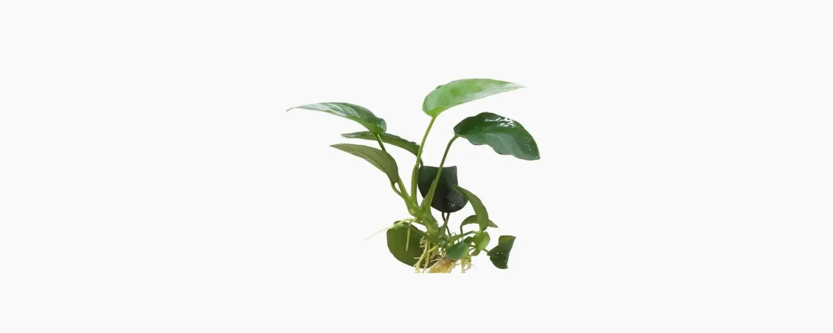 Anubias Paco N8 Aquatics
