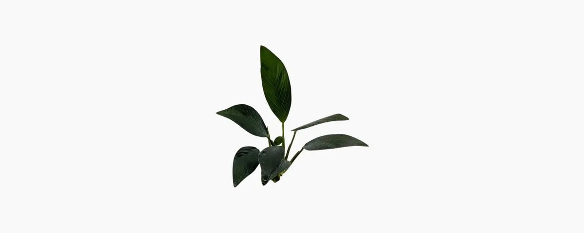 Anubias afzelii OT N8 Aquatics