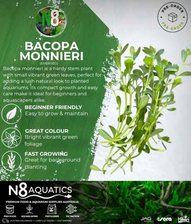 Bacopa Monnieri (Emersed) N8 Aquatics