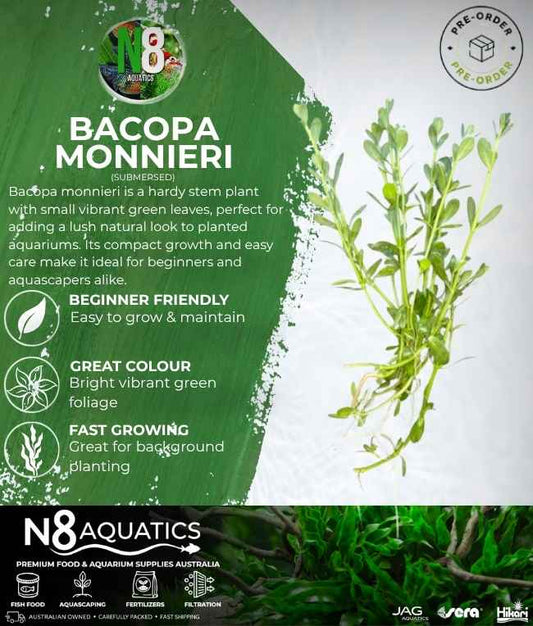 Bacopa Monnieri (Submersed) N8 Aquatics