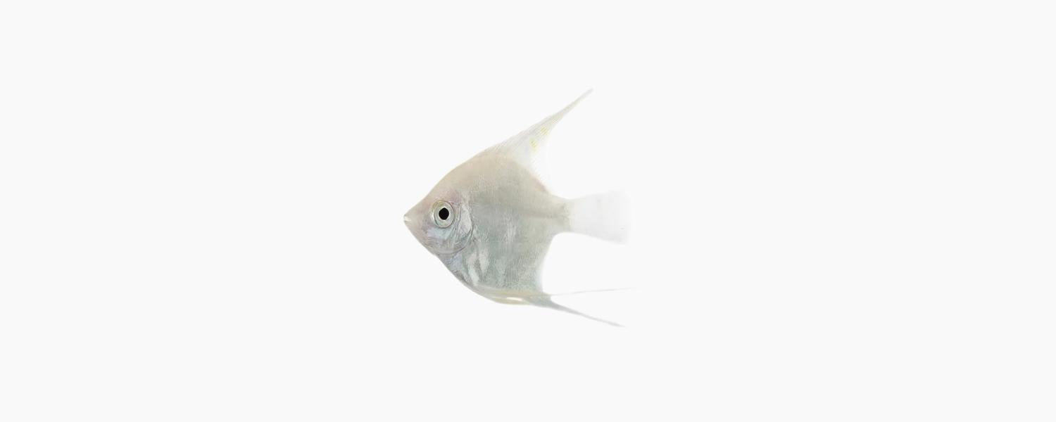 Black Marble Angelfish - N8 Aquatics