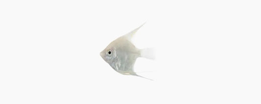 Black Marble Angelfish - N8 Aquatics