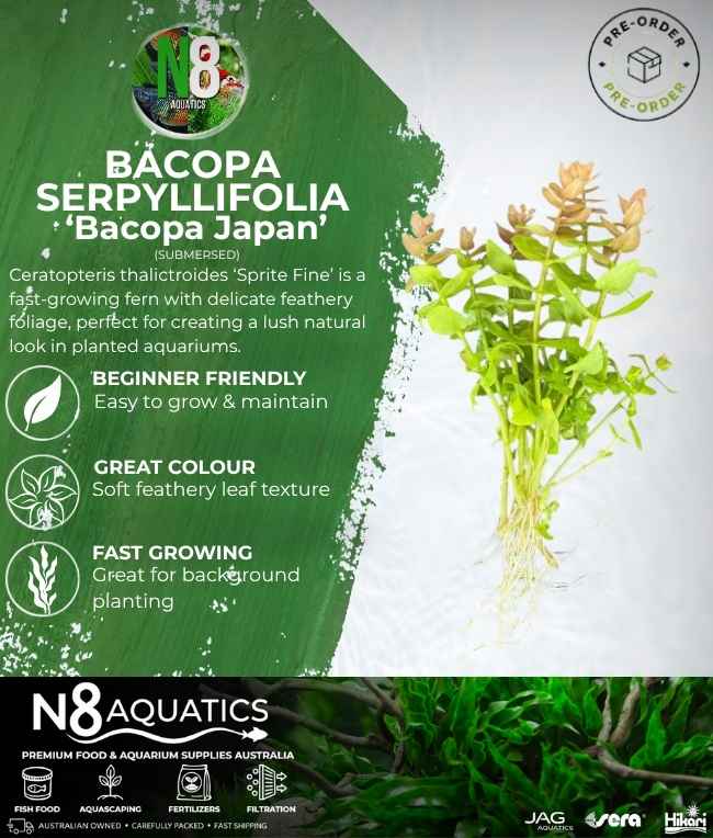 Bacopa Serpyllifolia 'Bacopa Japan' (Submersed) N8 Aquatics
