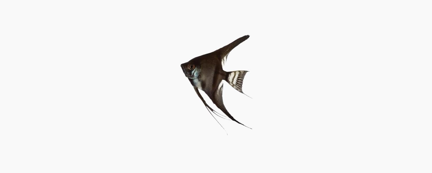 Black Angelfish - N8 Aquatics