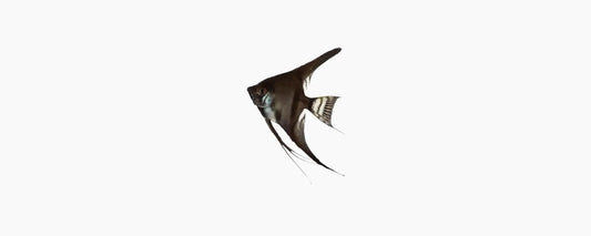 Black Angelfish - N8 Aquatics