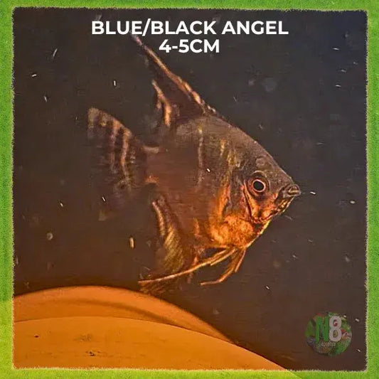 Black and Blue Angelfish for sale - N8 Aquatics, Rockhampton QLD