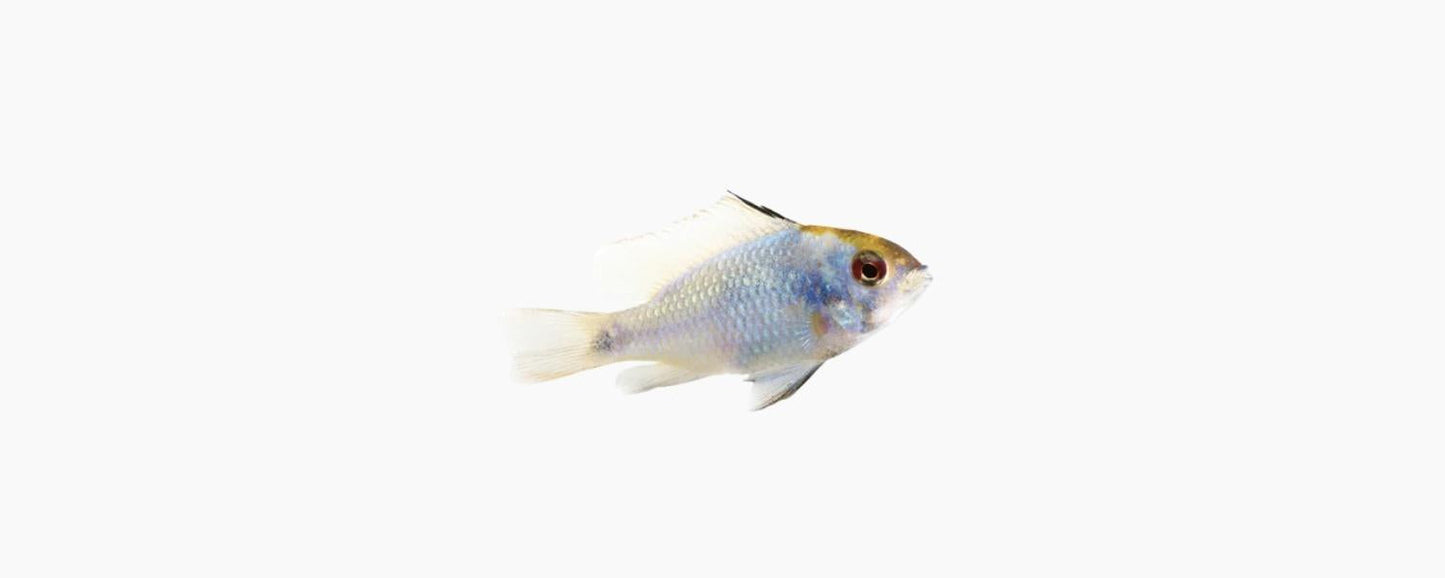 German Blue Ram (Mikrogeophagus ramirezi) - N8 Aquatics