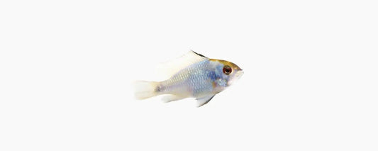 German Blue Ram (Mikrogeophagus ramirezi) - N8 Aquatics
