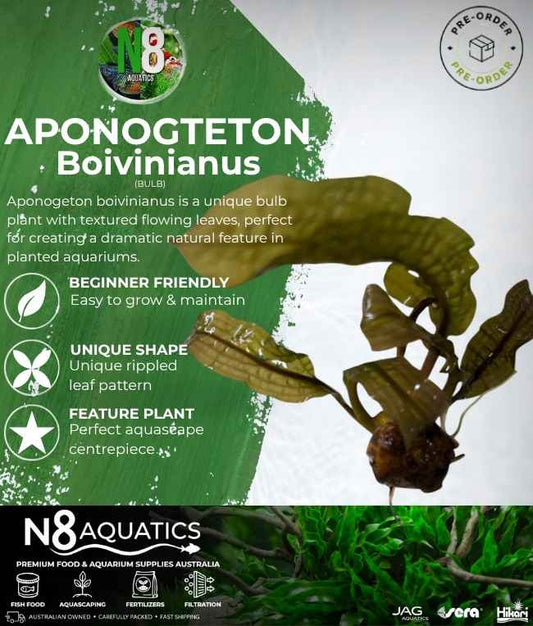 Aponogeton Boivinianus (Bulb) N8 Aquatics