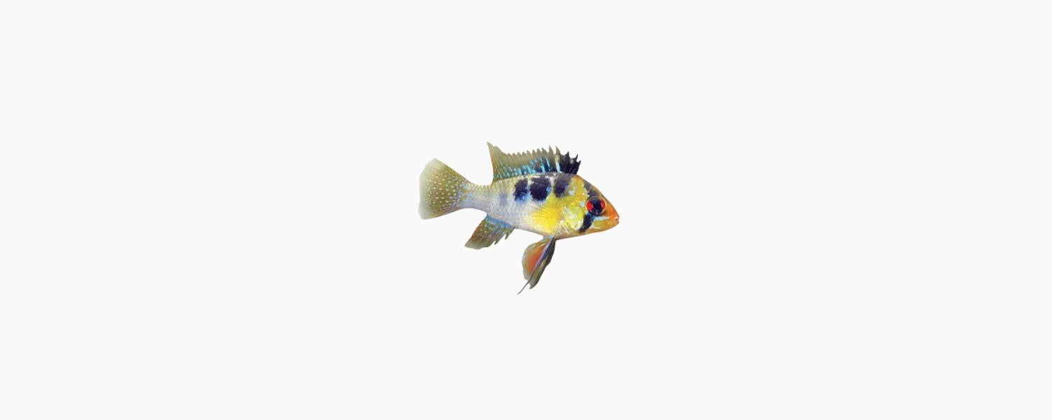 Bolivian Ram (Mikrogeophagus altispinosus) - N8 Aquatics