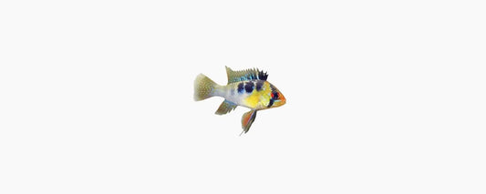 Bolivian Ram (Mikrogeophagus altispinosus) - N8 Aquatics
