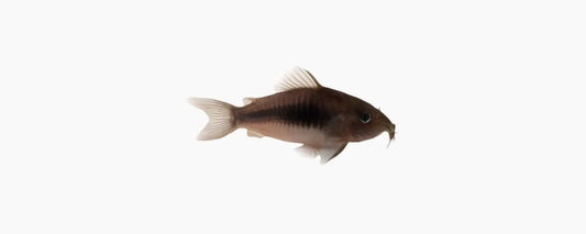 Bronze Corydoras (Medium Large 3.5-4cm) N8 Aquatics