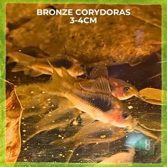 Bronze Corydoras for sale - N8 Aquatics, Rockhampton QLD