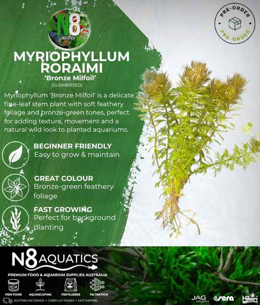 Myriophyllum Roraimi 'Bronze Milfoil' (Emersed) N8 Aquatics