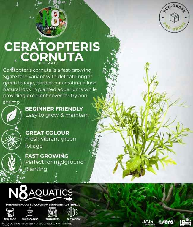 Ceratopteris Corunta (Emersed) N8 Aquatics
