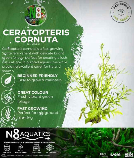 Ceratopteris Corunta (Emersed) N8 Aquatics