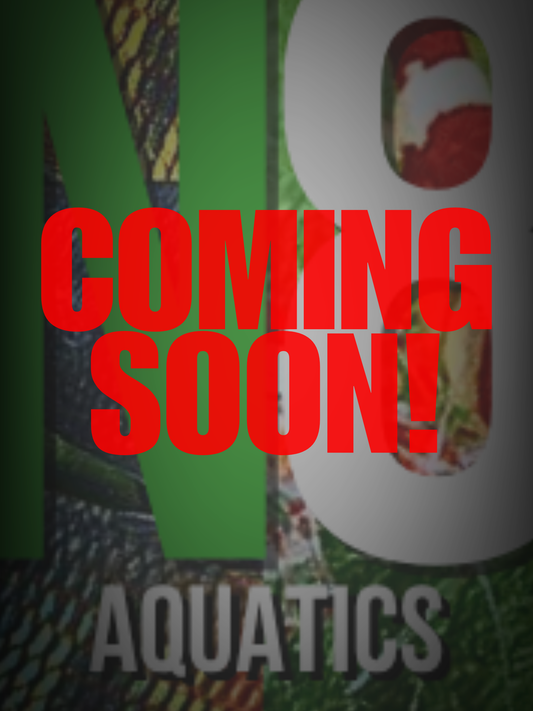 Red Neon Blue-Eye (Pseudomugil Luminatus)