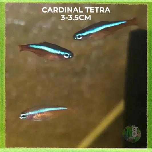 Cardinal Tetra (Paracheirodon axelrodi) live aquarium fish - N8 Aquatics