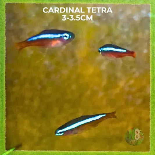 Cardinal Tetra for sale - N8 Aquatics, Rockhampton QLD