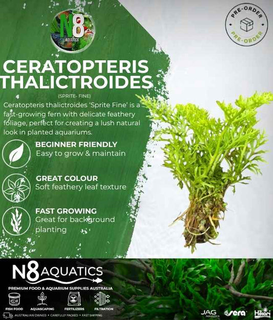 Ceratopteris Thalictroides 'Sprite Fine' N8 Aquatics