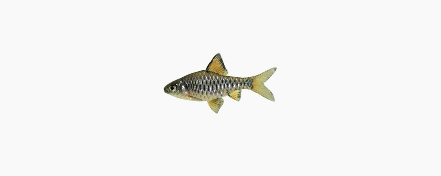 Checkered Barb - N8 Aquatics