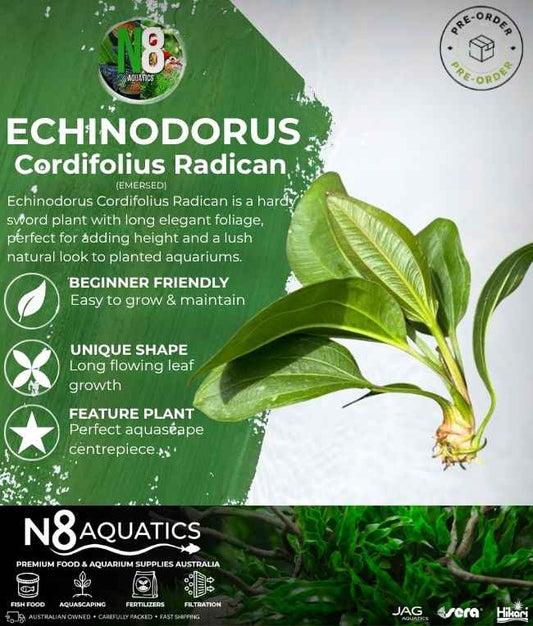 Echinodorus Cordifolius Radican (Emersed) N8 Aquatics