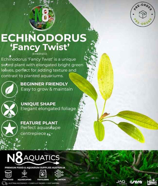 Echinodorus 'Fancy Twist' (Emersed) N8 Aquatics