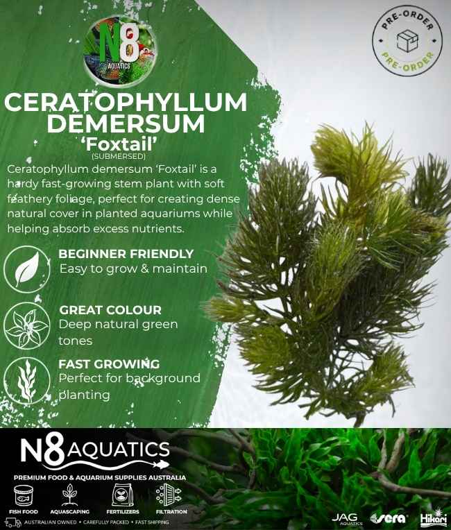 Ceratophyllum Demersum 'Foxtail' (Submersed) N8 Aquatics