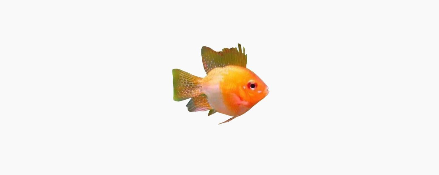 Gold Balloon Ram Cichlid - N8 Aquatics