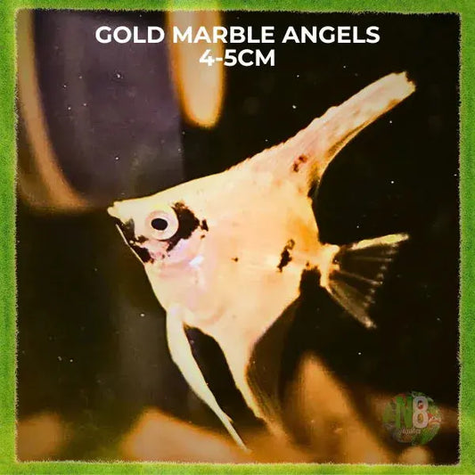 Gold Marble Angelfish (Pterophyllum scalare) live aquarium fish - N8 Aquatics