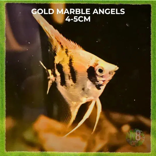 Gold Marble Angelfish for sale - N8 Aquatics, Rockhampton QLD