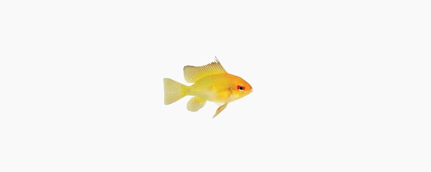 Gold Ram Cichlid - N8 Aquatics